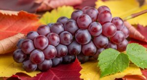 Zinfandel grape cluster with autumn leaves